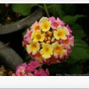 둘리농장 이미지