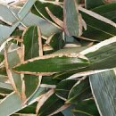 한방꽃차소믈리에과정 이미지