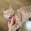 이쁘면다냥 | 수원 고양이 목욕/미용 잘하는 곳 <이쁘면다냥> 후기