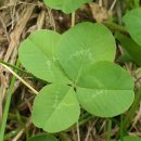 클로버(CLOVER) 이미지