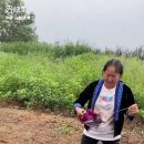 돼지박사