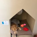 동해축산 | 묵호 카페 추천 도야하우스 두번 방문한 후기