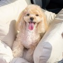 조재진동물병원 이미지