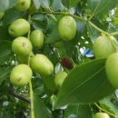 대추나무식당 이미지