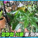 화분 물주기 반려식물추천 아이템 식물전파사 물주시개 in베란다정원 이미지