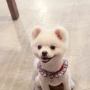 삐삐애견샵 이미지