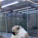 강아지분양애견분양퍼피플라워