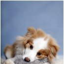 드림24동물병원 이미지