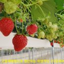 다온농장 이미지