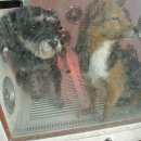 도그베이 이미지