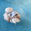 홀릭S | 7개월 아기 수영복 사이즈 고민 (홀릭메이드) S사이즈 실착 후기 &amp; 워터파크 방문기