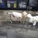 멍멍's 연구소 이미지