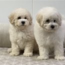 광주애견경매장 네이버블로그