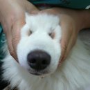 꿀탱
