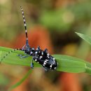 하늘소농장 이미지