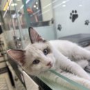 냥이는꿀꿀 이미지