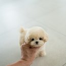 바닐라 퍼피 이미지