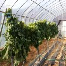 주공농장 이미지