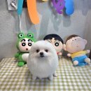 향동애견미용 이미지