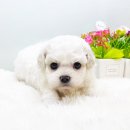 대구펫 강아지분양 고양이분양 이미지