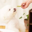 하리애견 이미지