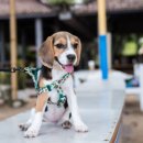 악동강아지 이미지