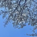 세븐일레븐 언양수남마을점 | 25년 4월 [일상]