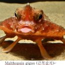 어류도감 - 아귀目 - 부치科 - 꼭갈치 이미지