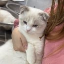 고양이 기숙사 | 신대방 고양이기숙사 후기 고양이카페가 아닌 고양이안식처 🐱🏠