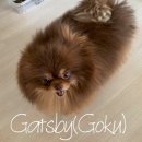 개츠비 켄넬 이미지