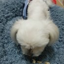 디어마이펫(DEARMYPET) 이미지