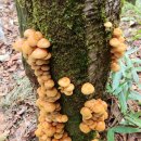 고로쇠마을 | [광양] 신선대,백운산(白雲山,1,222.2m) 산행후기---2025년 10월19일(일)