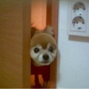 아지네