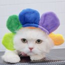 잔다냥 천안점 이미지