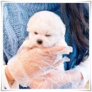 마마스미독 강아지분양 대전점 이미지