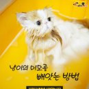 냥이랑 이미지