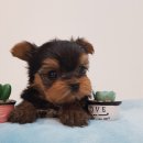 예쁜강아지 이미지