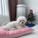 개블리 | 일산 강아지 미용 강추! 개블리 내돈내산 후기