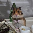 (주)펫스테이트 | 골든 햄스터 데려오기 전 준비하면 좋은 "사육환경 * 필수용품" 같이 공부해요 🗒