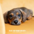 선릉동물병원 네이버블로그