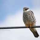 비둘기조롱이 Red-footed Falcon [멸종위기Ⅱ급(48종)] 333 이미지