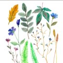 보태니컬아트 / 강좌번호 12 | 사각사각, 계절의 색을 담는 보태니컬 색연필 아트 - 송도 글로벌 평생학습관 별별 강좌(야간), 보태니컬