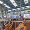 한우인공수정소 이미지