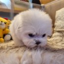 러브독펫살롱 | 13년 전통 아이러브독 인천점: 건강한 반려견 분양과 특별한 사후관리 이야기