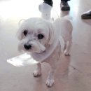 넬 동물의료센터 이미지