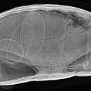 동물병원 All Pets 이미지