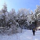 원대리 자작나무숲 이미지