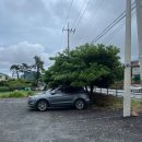 여수 댕댕이 애견 가족펜션 골드 | 여수 애견 동반 펜션, 댕댕이 애견 펜션 골드 내 돈 내산 솔직후기