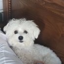 코코펫살롱&호텔 이미지