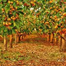 대양농장2 이미지